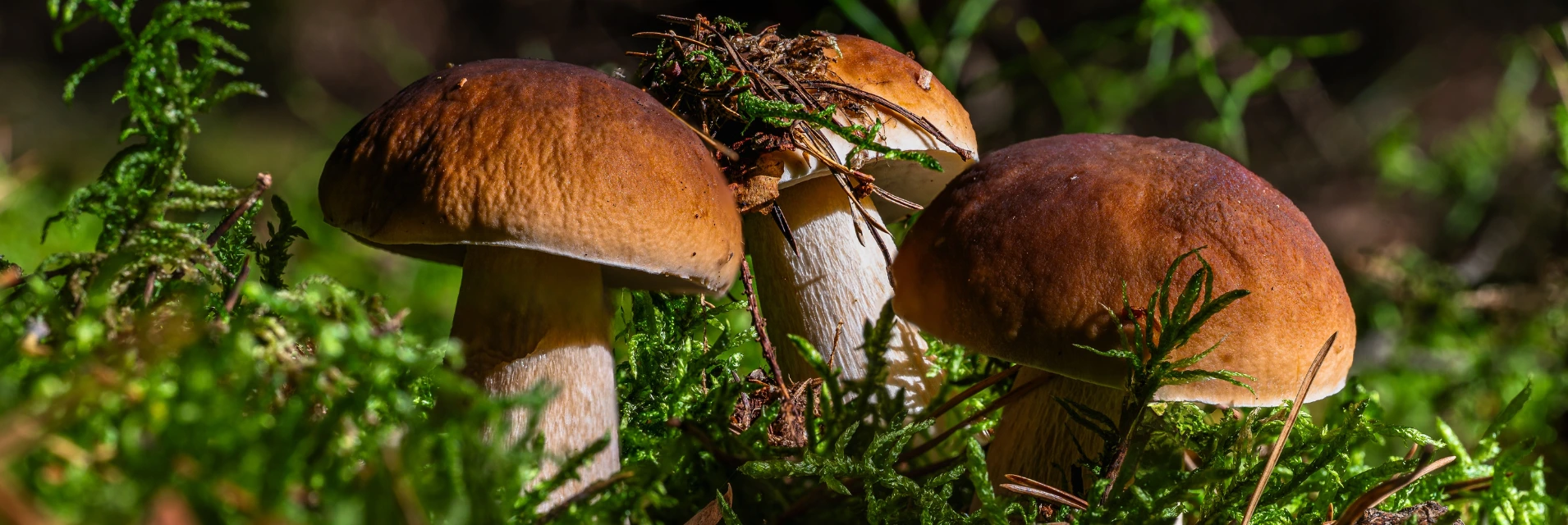 Gyógygombák ereje egy erdőben.