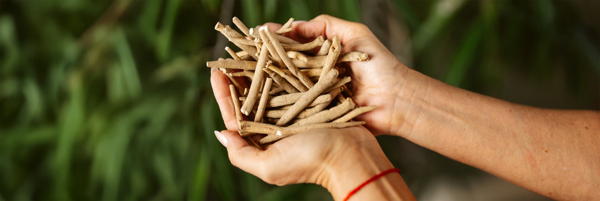 Európai nő kézben tart friss Ashwagandha gyökeret