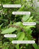 2 csomag Tulsi - gyógynövény por, 2x200 g