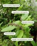 3 csomag Tulsi - gyógynövény por, 3x200 g