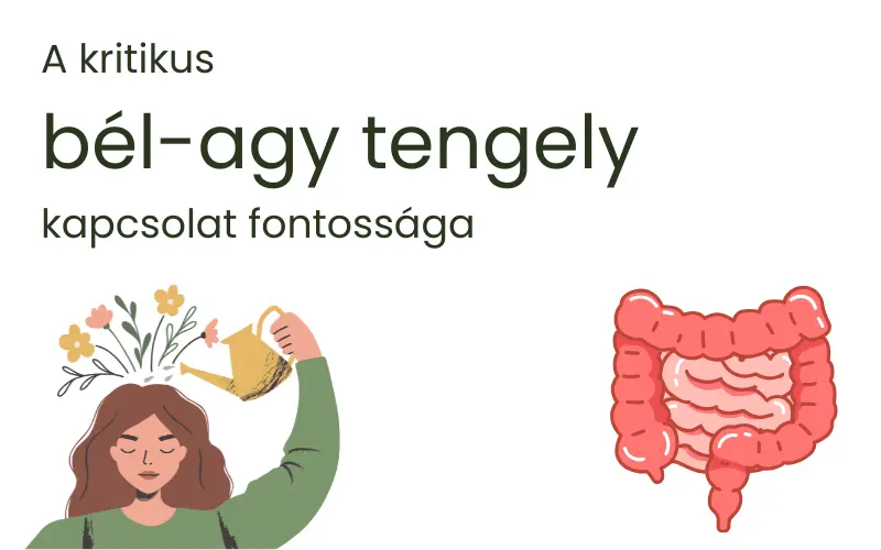 A kritikus bél-agy tengely kapcsolat fontossága